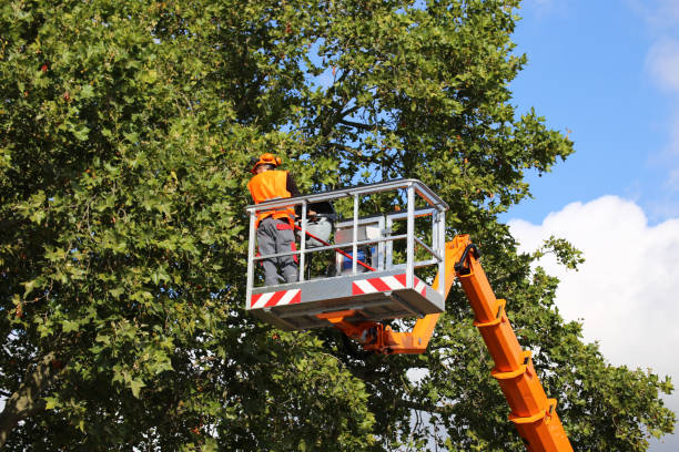 Best Stump Grinding and Removal  in Vidalia, LA