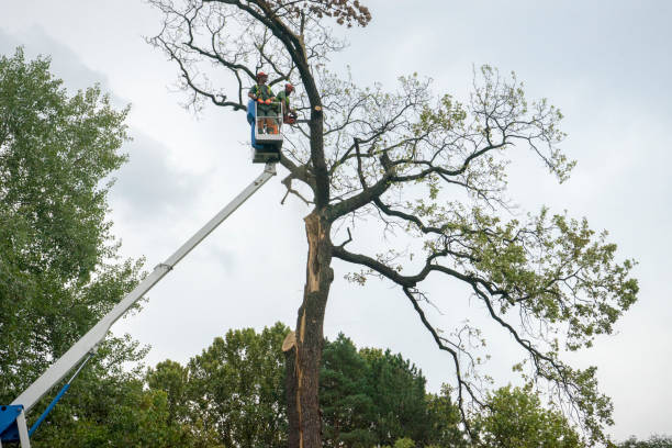 Best Tree Maintenance Programs  in Vidalia, LA