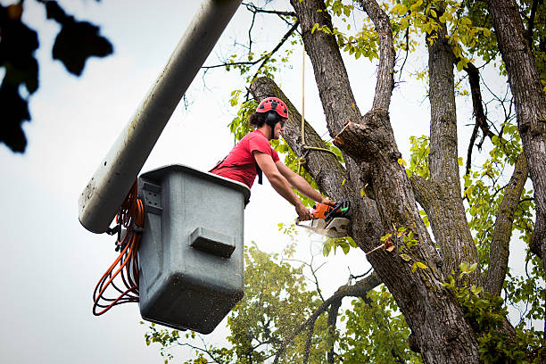 Best Tree Planting  in Vidalia, LA